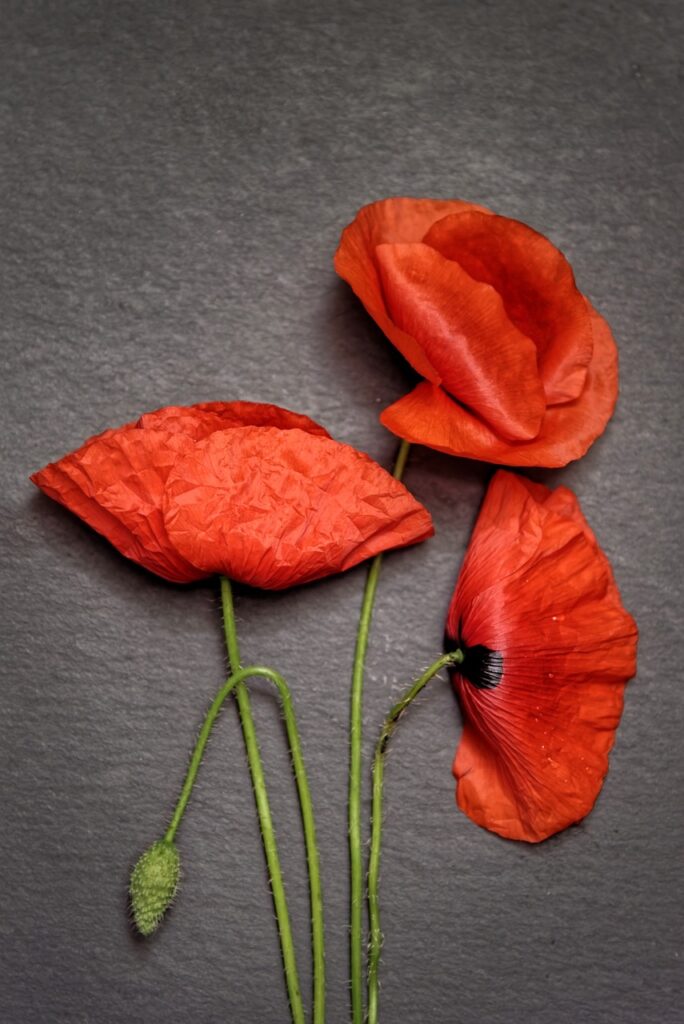 poppies, flora, red poppies