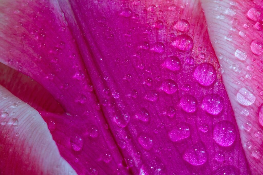 tulip, beautiful flowers, wet